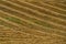 Yellow golden hay drying on a field