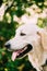 Yellow Golden Labrador Retriever Dog, Portrait Of Head Muzzle.