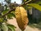 Yellow golden leaf of common guava