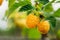 Yellow Golden Raspberries. Growing Organic Berries Closeup. Ripe