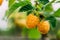 Yellow Golden Raspberries. Growing Organic Berries Closeup. Ripe Raspberry In Fruit Garden