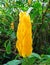 Yellow Golden Shrimp plant or Lollipop flower Pachystachys lutea, Kauai, Hawaii, USA