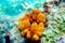 Yellow/Golden tube Mediterranean sponge - Aplysina aerophoba