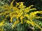 Yellow Goldenrod