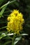 Yellow goldenrod