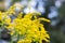 Yellow Goldenrod Stalks Close Up