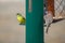 Yellow goldfinch and red house finch perched on green seed feeder