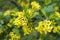 Yellow gooseberry flowers. Selective focus Spring warm day