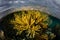 Yellow Gorgonian in Caribbean Sea