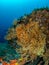 Yellow gorgonian, Eunicella cavolini, at Solchiaro Point. Procida, Mediterranean Sea