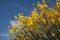 Yellow gorse bush
