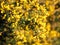 Yellow Gorse in flower