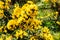 Yellow gorse flowers on a bush.