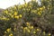 Yellow gorse in the spring