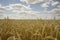 Yellow grain ready for harvest growing in a farm field