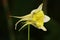 Yellow granny bonnet flower