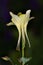 Yellow granny bonnet flower with buds