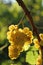 Yellow grape brunch