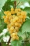 Yellow grape cluster with leaves on vine
