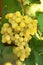 Yellow grape cluster with leaves on vine