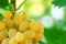 Yellow grape cluster with leaves on vine