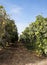 Yellow grapefruits grows in field