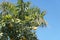 Yellow grapefruits and palm tree