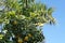 Yellow grapefruits and palm tree