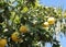 Yellow grapefruits and palm tree