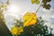 Yellow grapes leaves in the sun beams.  Autumn day on farm yard. Harvest time. Nature photo