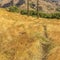 Yellow grass and electricity posts in sunny Provo