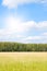 Yellow grass field near forest edge.