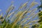 Yellow grass flower call Cogongrass Imperata cylindrica under bright sun