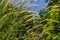 Yellow grass flower call Cogongrass Imperata cylindrica under bright sun