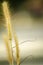 Yellow grass flower call Cogongrass Imperata cylindrica under bright sunny day