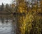 yellow grass lake water sunlight reflection autumn day