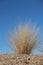 Yellow Grass tussock in the Bryce Canyon National Park