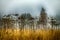 Yellow grasses, dry hogweed umbrellas, misty grove