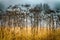 Yellow grasses, dry hogweed umbrellas, misty grove