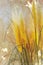 Yellow grasses with green spiky leaves against distressed stucco wall - vertical background