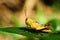 Yellow grasshopper