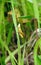 Yellow grasshopper on plant , Lithuania