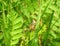 Yellow grasshopper on plant , Lithuania