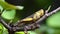 The yellow grasshopper with round oval gray eyes has an antenna on the head