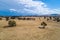 Yellow grasslands with scattered trees and rolling hills in the summer.