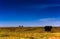 Yellow grasslands under blue sky and wihte clouds