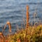 Yellow Grassy Plants During the Sunset by the Sea in Madeira