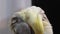 Yellow-gray parrot cleans feathers. Corella parrot. 4k