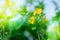 Yellow greater celandine flower on green blurred nature background