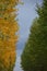 Yellow and green Aspens in Autumn colors